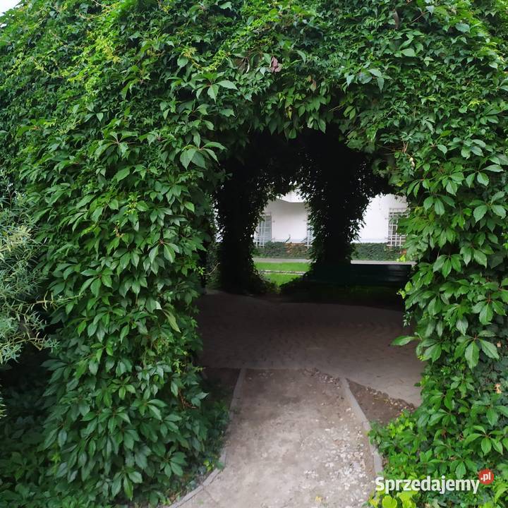 Pnącze Winobluszcz Pięciolistkowy 34 m Liściaste Jasieniec