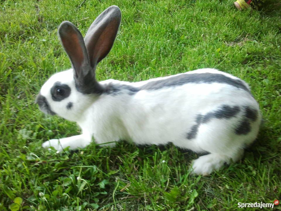 króliki OSC OSN BOS Pozostałe sprzedam