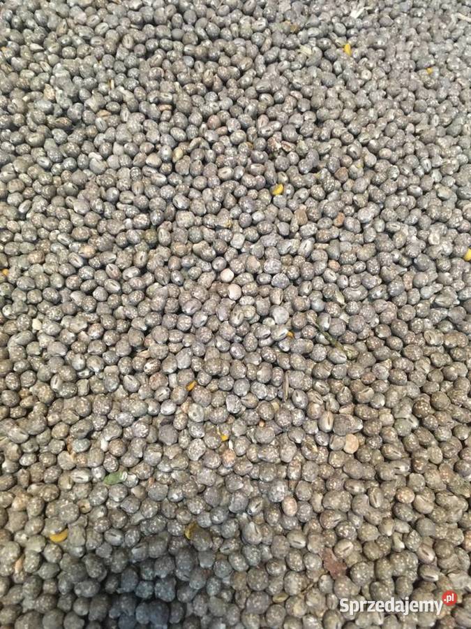 Łubin słodki mazowieckie