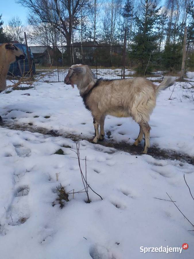 Kozioł roczny spokojny Kozy Zaleszany
