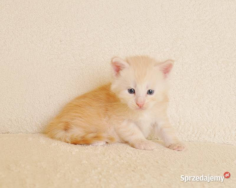 Śliczny kocurek Maine Coon LEGALNA HODOWLA Białystok sprzedam