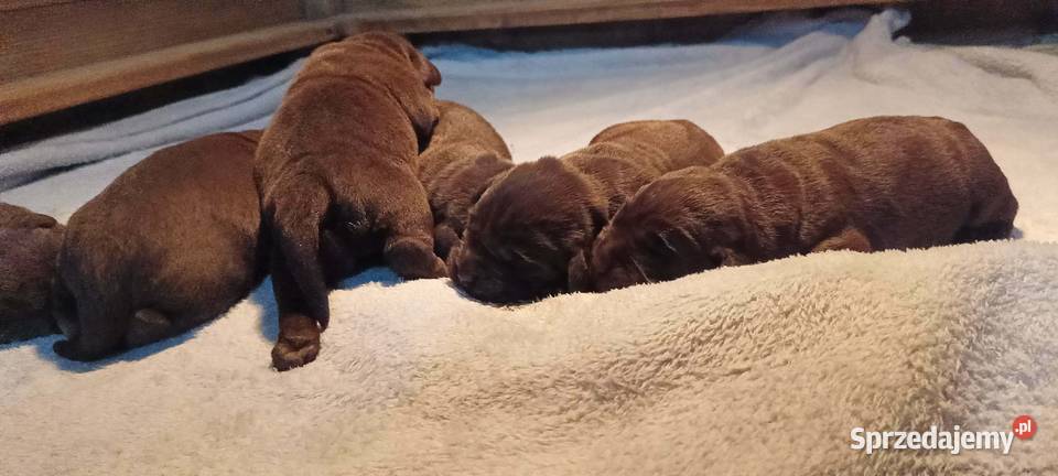 Labrador Retriever ZkwpFCI czekoladowe Dąbrowa Tarnowska
