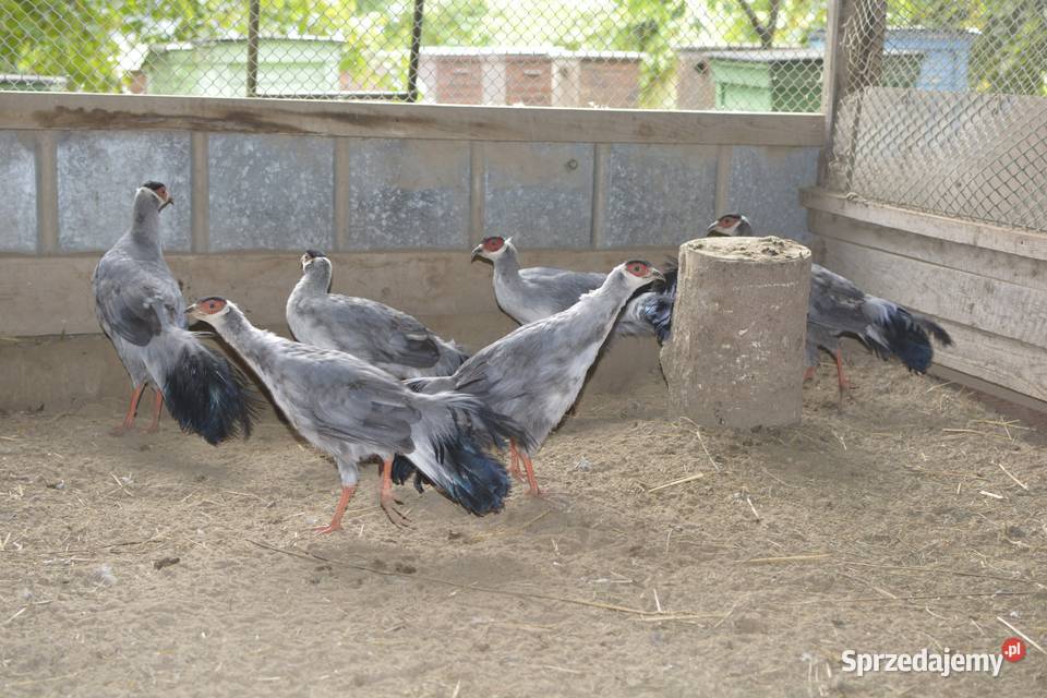 Bażanty uszaki siwe (mutacja) Bażanty uszaki siwe (mutacja)