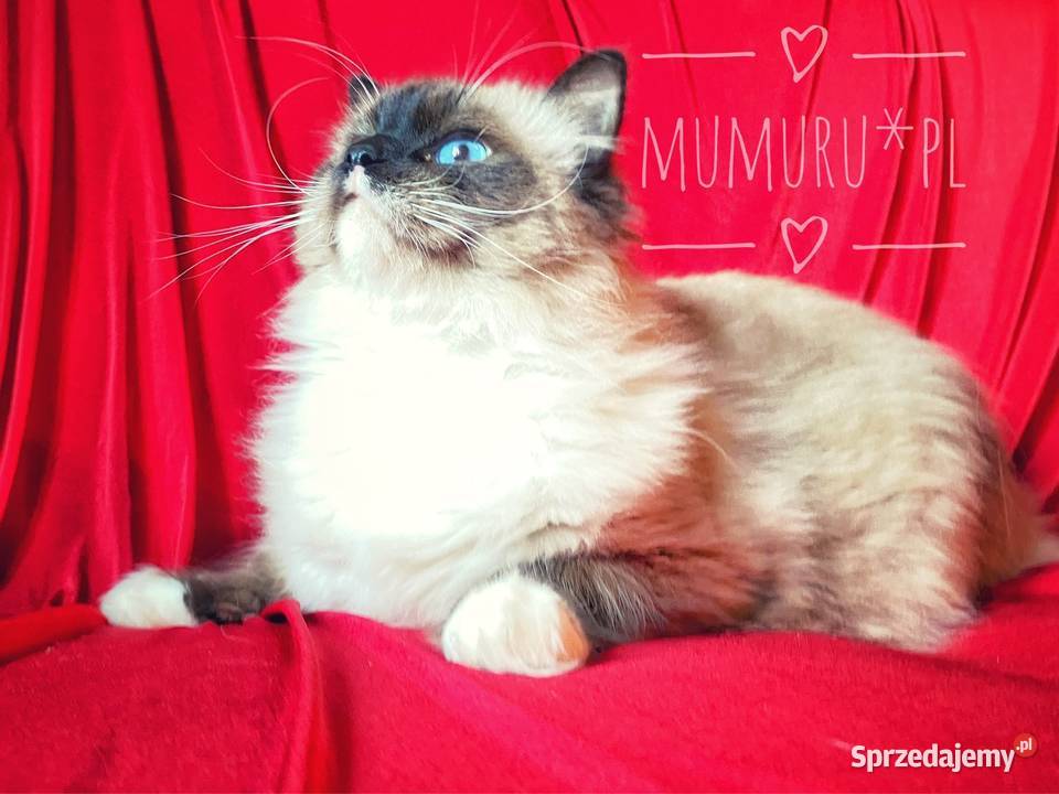 ragdoll wyjątkowy kocur hodowla FPL rodowód Gorzów Wielkopolski