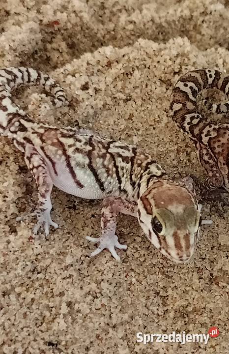 Paroedura picta gekon madagaskarski Gady i płazy Białystok
