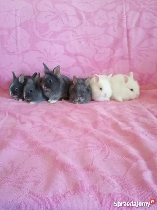 Króliczki karzelki króliczki miniaturki Radom sprzedam