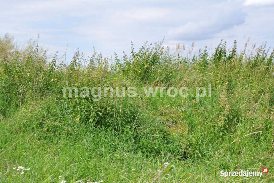 Działka rolna w sercu Wrocławia Widawą Kowale 6069m2 Sprzedaż Wrocław sprzedam