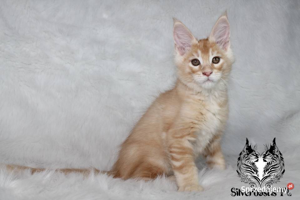 Kocurki Maine Coon behawiorysty Nowa Ruda