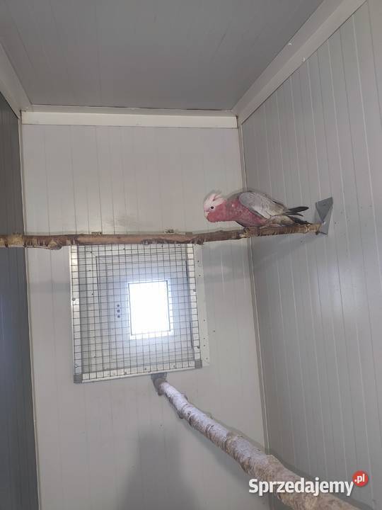 Kadadu Różowe samica 2025 Ptaki śląskie Pszczyna