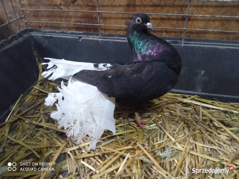 Pawiki czarne na białych ogonach siwe Ptaki Zamość