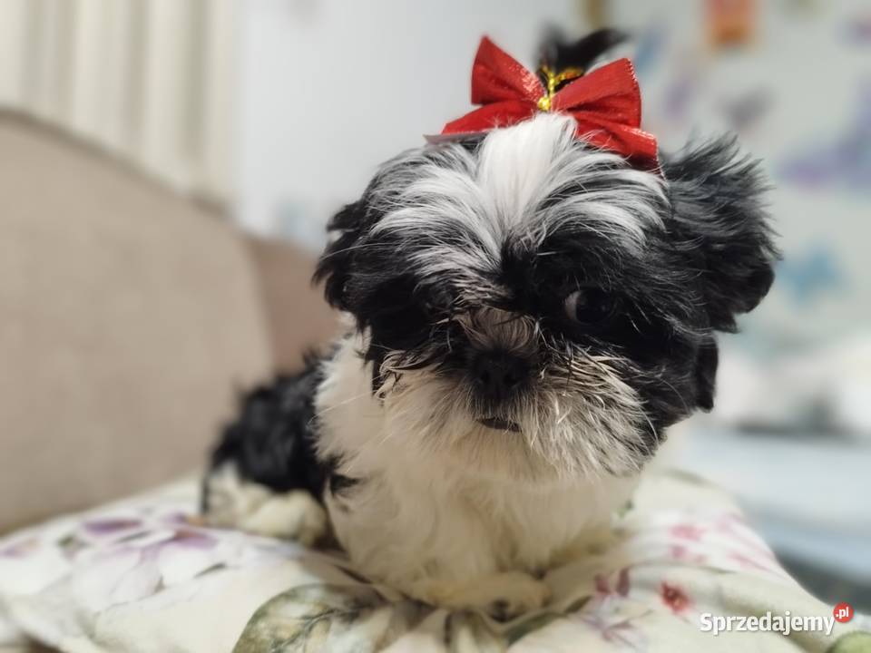 ShihTzu