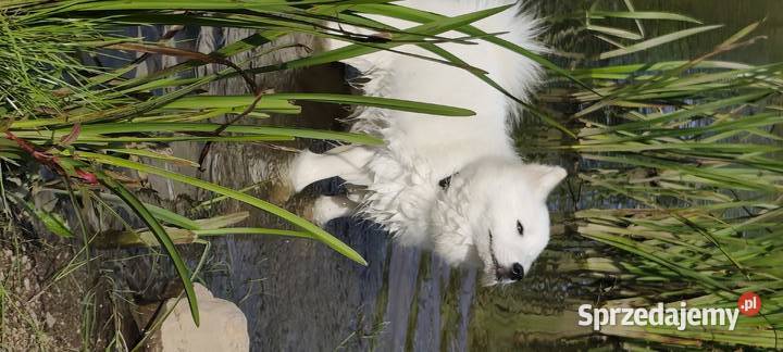 Samoyed szeniaki Legnica sprzedam