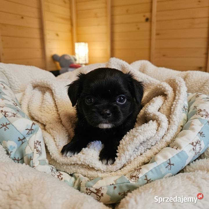 Cudowny Piękny Całuśny Blaki Rodowód FCI Chihuahua Kołobrzeg