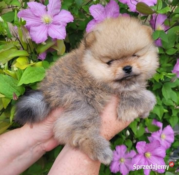 Piękne szczenięta szpic miniaturowy pomeranian Toszek