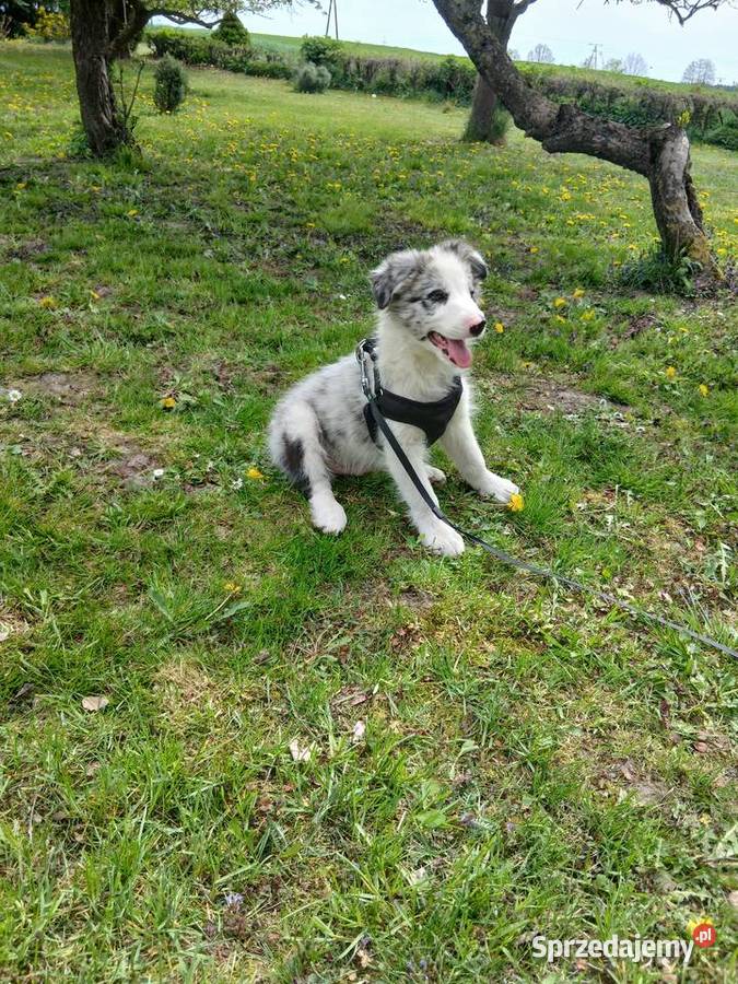 Border collie blue merle