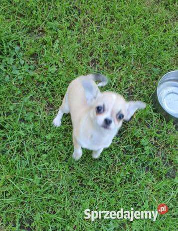 Chihuahua śliczna beżowa suczka z rodowodem śląskie Częstochowa