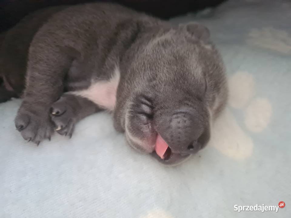 American Bully Pocket Abkc Okonek
