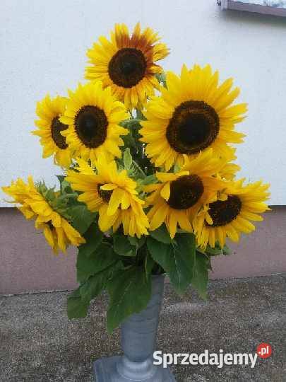 Ziarno słonecznika ozdobnego na kwiat Paradyż