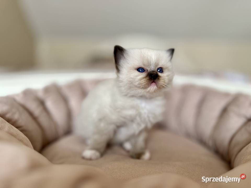 Kociątko rasy ragdoll mazowieckie Warszawa