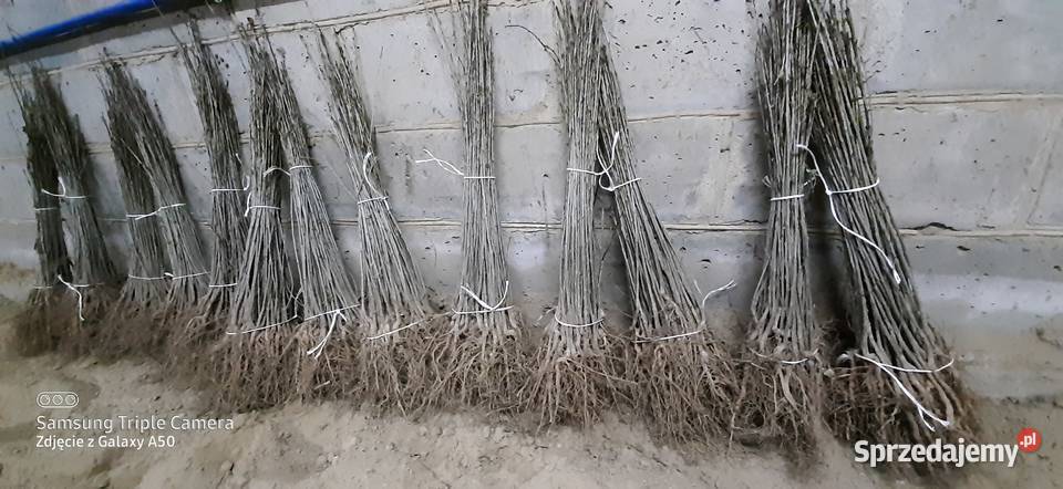 Podkładki generatywne Bychawa