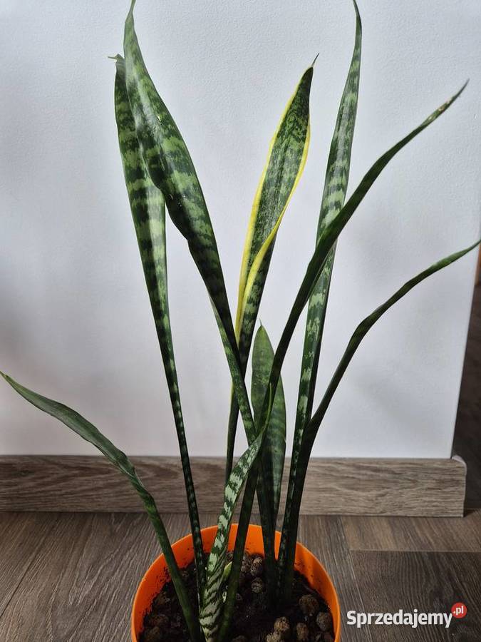 sansevieria wężownica pomorskie Gdańsk sprzedam
