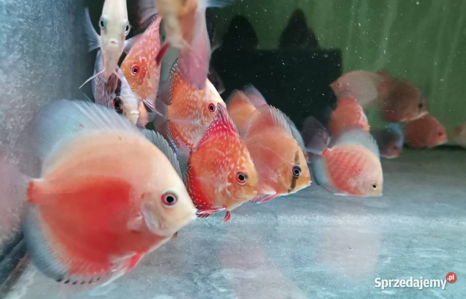 Paletki 1415 hodowla dyskowce Ryby Ryby Gronity