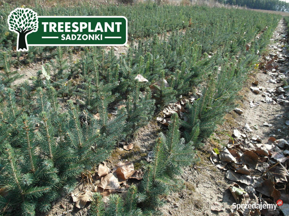 Swierk Srebrny Kłujący Picea Pungens Glauca Choszczno sprzedam