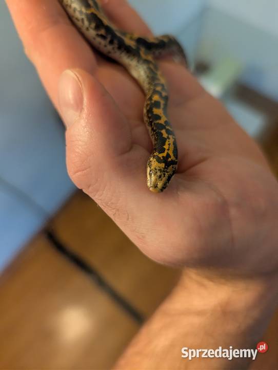 Boa piaskowy piękna samiczka Olsztyn