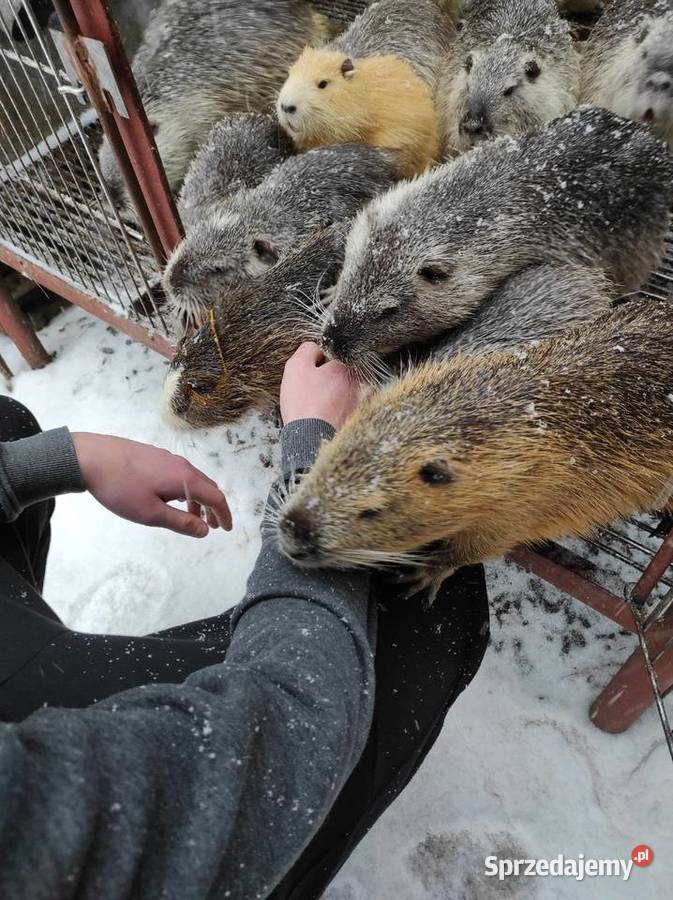 Sprzedam nutrie Siedlce