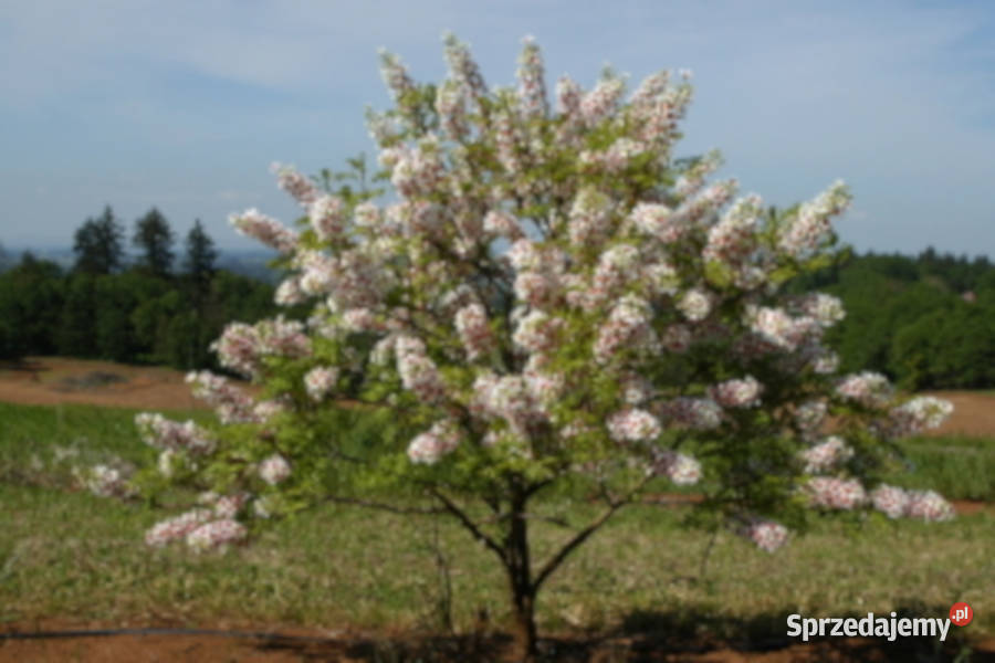 KASZTANEK JARZĘBOLISTNY Xanthoceras sorbifolium kujawsko-pomorskie Lubanie
