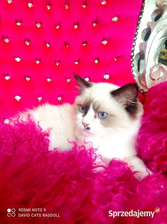 Ragdoll Kotka Seal bicolor FIFE FPL Wschowa
