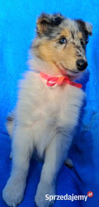 Owczarek szkocki Collie siczka łódzkie Bełchatów
