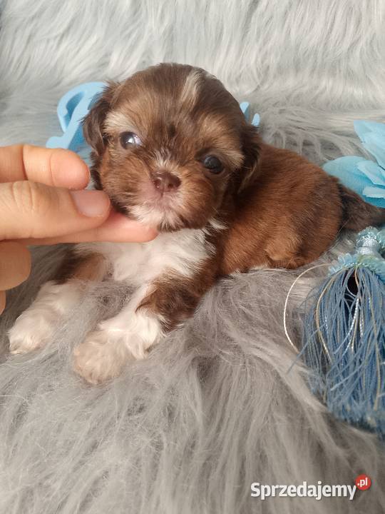 Śliczny piesek rasy ShihTzu czekoladowy Kluczbork