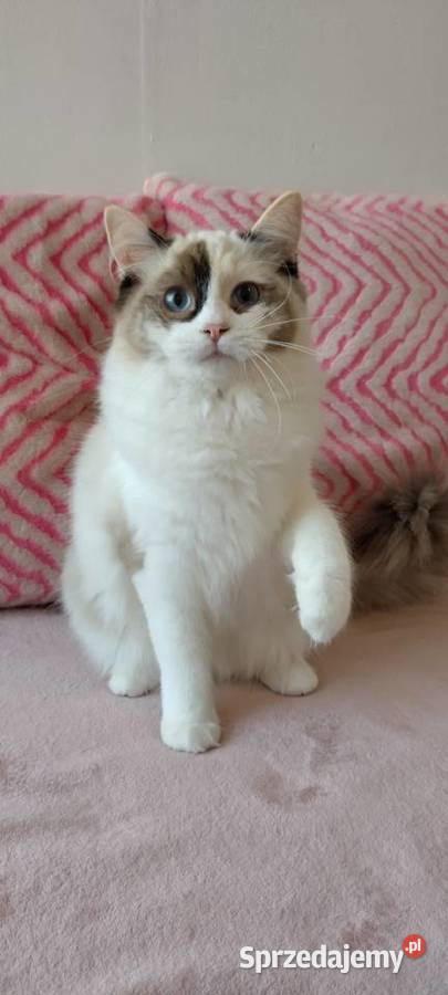 Kotka ragdoll 9 miesięcy Wrocław