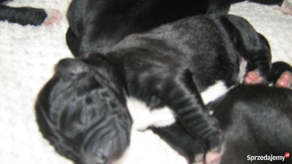 owczarek środkowoazjatycki czarne szczeniaki Zelów