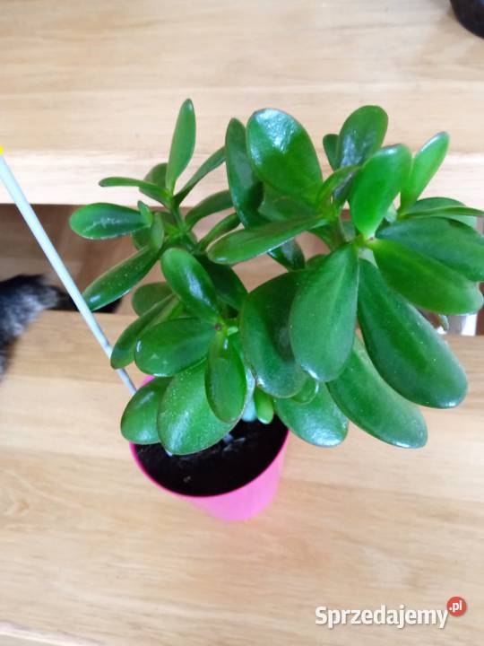 Kwiaty Patyczak i Białystok