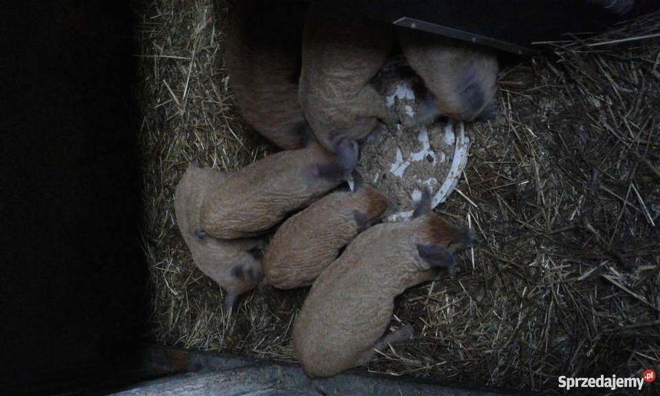 Prosieta Mangalica mangalice Czajków