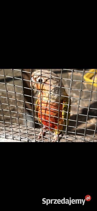 Papugi Rudosterki Pineapple Zielonolica Dorosłe Lublin