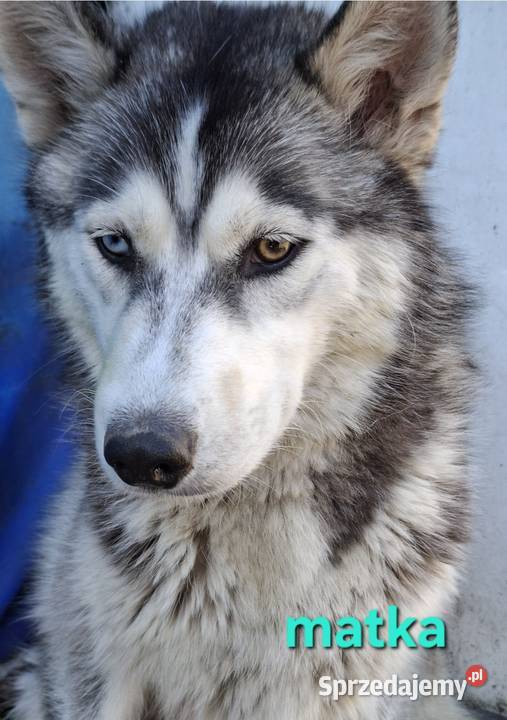 Szczenięta Husky Jędrzejów