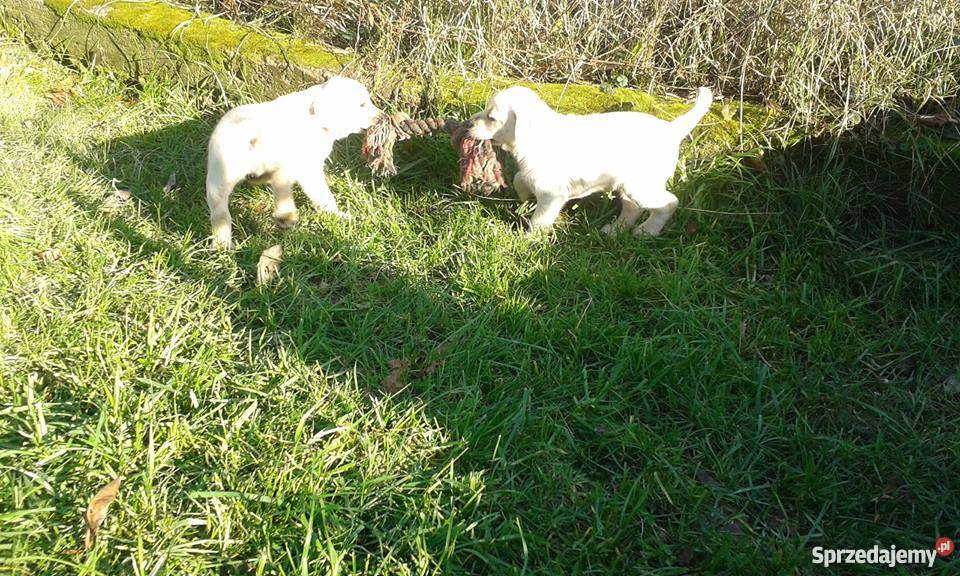 Labrador super szczeniaki z rodowodem ZKwP CH Wadowice