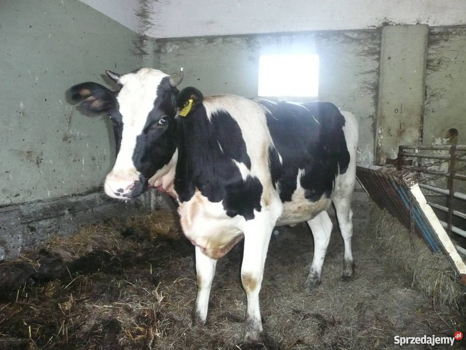 Jałówka HO zacielona Choroszcz