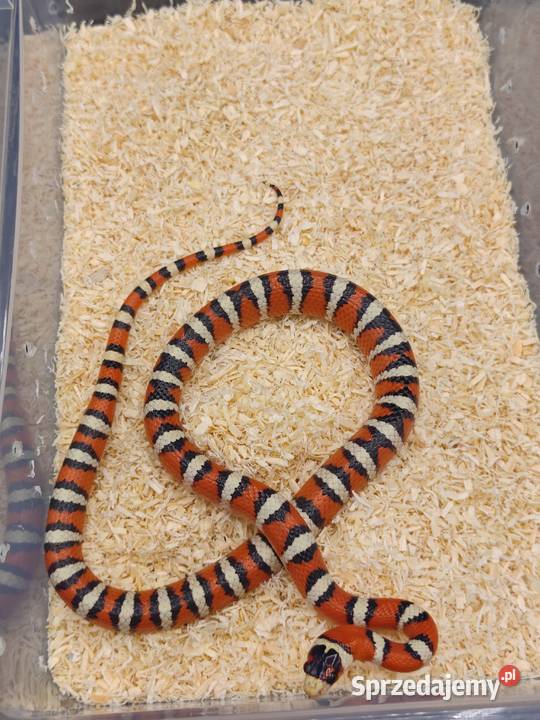 lampropeltis pyromelana woodini samiec Radzionków sprzedam