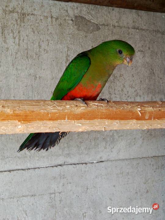 Szkarłatka Pamiątkowo