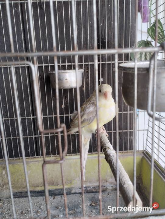 Świergotka Seledynowa Pielgrzymowice