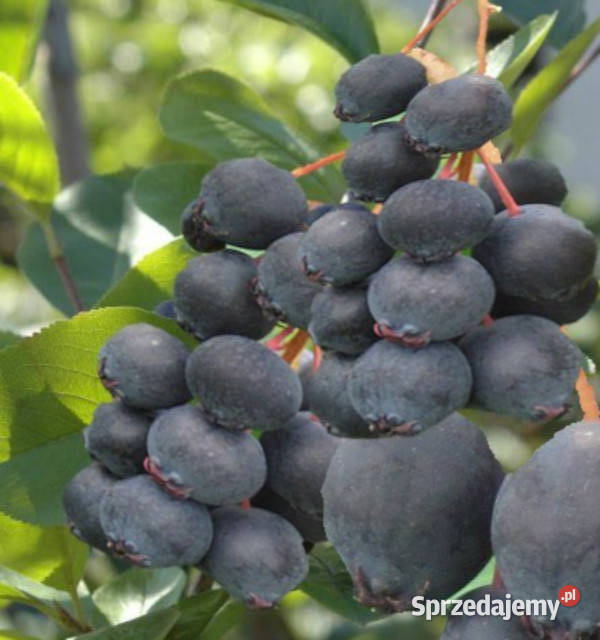 ŚWIDOŚLIWA OLCHOLISTA Henywood sadzonki w Ustronie