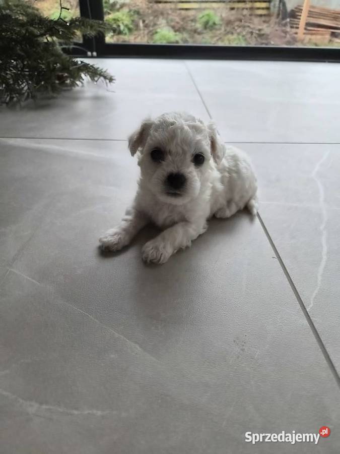 Szczeniaczki Bichon Frise Poznań sprzedam