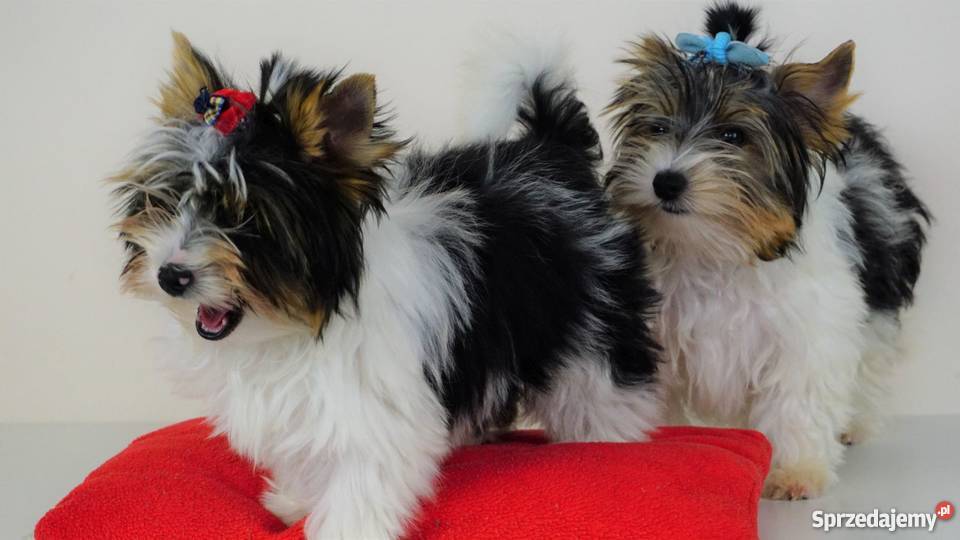 Biewer Yorkshire Terrier z metrykami ZKwP FCI York łódzkie Poddębice sprzedam