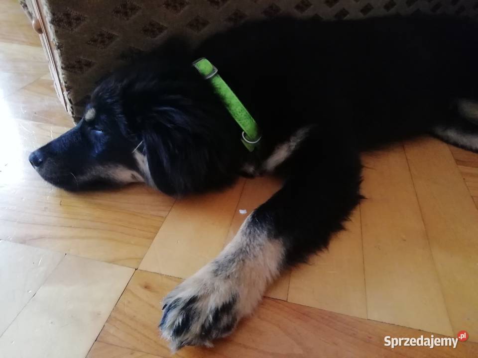 Piesek Tobi Pozostałe Łańcut