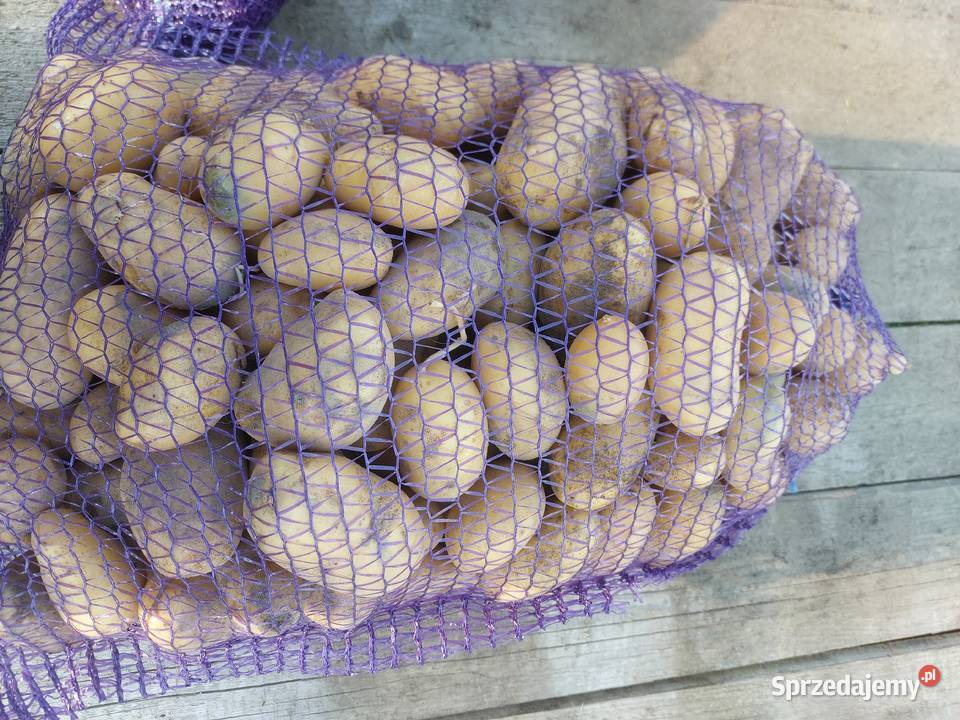 Na sprzedaż marchew Zimnodół