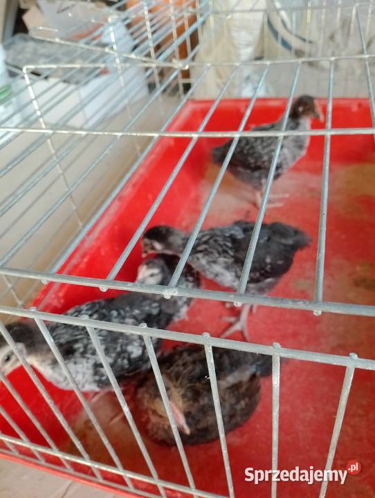 Sprzedam kogutki 5tyg Szopinek sprzedam
